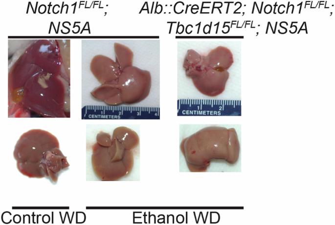 Author Correction: NOTCH localizes to mitochondria through the TBC1D15-FIS1 interaction and is stabilized via blockade of E3 ligase and CDK8 recruitment to reprogram tumor-initiating cells