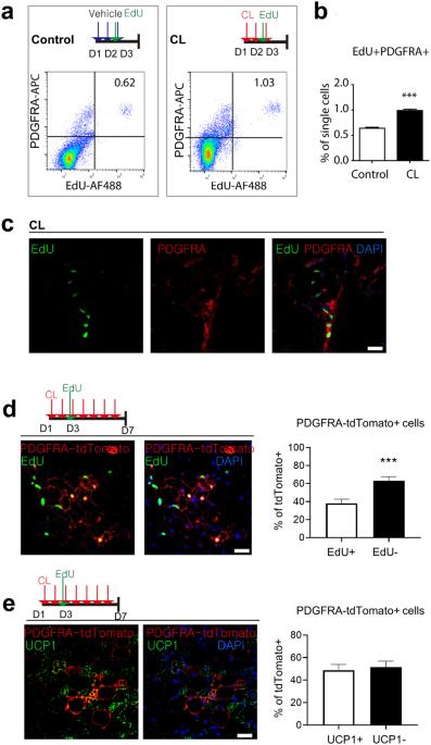 Single-cell transcriptomic analysis reveals dynamic activation of cellular signaling pathways regulating beige adipogenesis