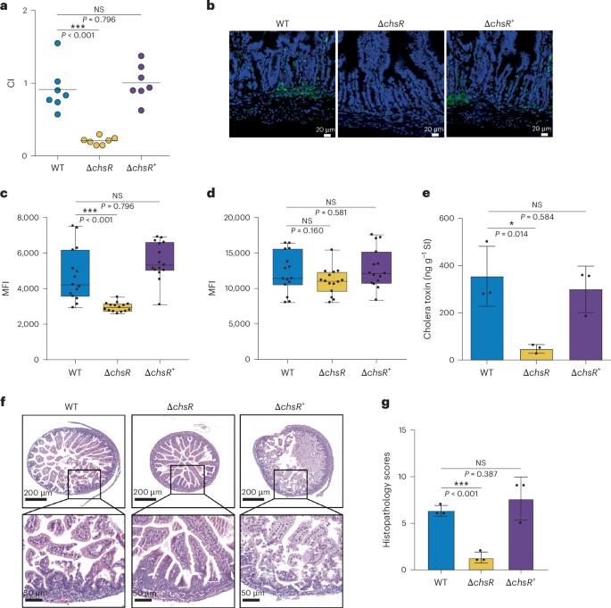 Vibrio cholerae virulence is blocked by chitosan oligosaccharide-mediated inhibition of ChsR activity