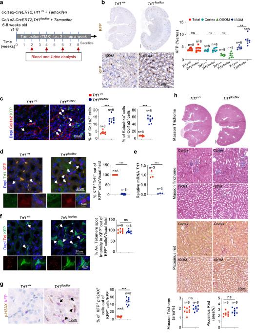 Renal fibroblasts are involved in fibrogenic changes in kidney fibrosis associated with dysfunctional telomeres