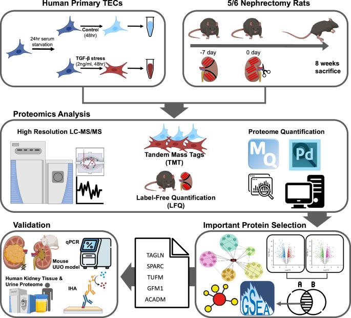 Unveiling the role of transgelin as a prognostic and therapeutic target in kidney fibrosis via a proteomic approach