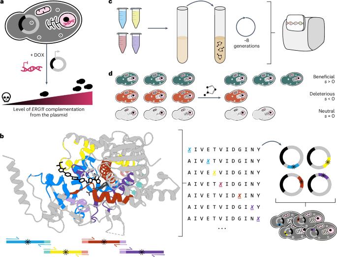 Most azole resistance mutations in the Candida albicans drug target confer cross-resistance without intrinsic fitness cost