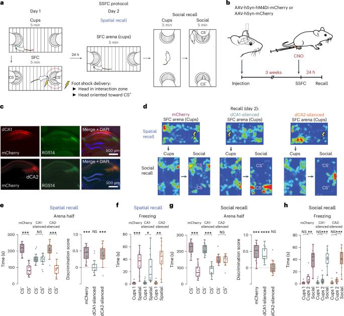 The hippocampal CA2 region discriminates social threat from social safety