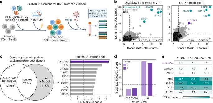 Host cell glycosylation selects for infection with CCR5- versus CXCR4-tropic HIV-1