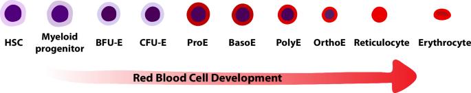 Erythropoiesis: insights from a genomic perspective