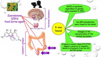 Blood levels of zearalenone, thyroid-stimulating hormone, and thyroid hormones in patients with colorectal cancer