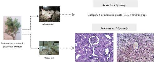 Toxicological assessment of the aqueous extract of Juniperus oxycedrus L. on acute and subacute toxicities in rats