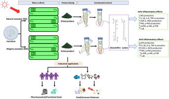 Comparison of the anti-inflammatory effects of carotenoids-rich product from microalgal mass-cultured between natural seawater and magma seawater