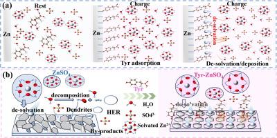 Toward long-life Zn anode using highly polar electrolyte additives