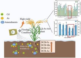 Industrial by-products (ferrous sulfate minerals and stone powder) can serve as amendments to remediate Cd-As paddy soil, alleviating Cd-As accumulation in rice