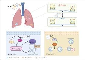 Indole-3-acetic acid attenuates pulmonary fibrosis by modulating lung microbiota, inhibiting fibroblast activation, and alleviating alveolar epithelial cell senescence