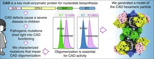 Disruption of CAD Oligomerization by Pathogenic Variants