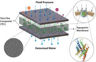 Aquaporin channels in desalination: Mechanical properties and operational load analysis