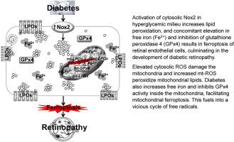 Role of ferroptosis in mitochondrial damage in diabetic retinopathy