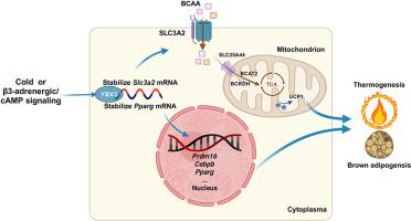 RNA-binding protein YBX3 promotes PPARγ-SLC3A2 mediated BCAA metabolism fueling brown adipogenesis and thermogenesis