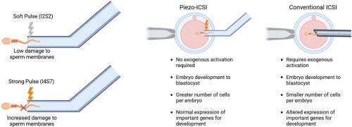 Comparative analysis of Piezo-ICSI and conventional ICSI in bovine embryo development