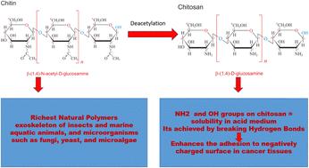 Chitosan-functionalized nanobubbles for precision oncology: advances in targeted cancer therapeutics