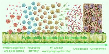 Advances in osteoimmunomodulation of biomaterials after intrabone implantation: focus on surface hydrophilicity