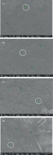 Synthesis, Characterization and Biological Activity of Gold Nanoparticles Stabilized by Aqueous Extracts of Wild Blackberry (Rubus spp.) Leaves