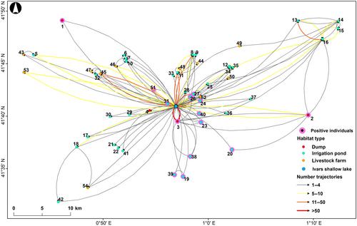 Evil and allies: Opportunistic gulls as both spreaders and sentinels of antibiotic-resistant bacteria in human-transformed landscapes