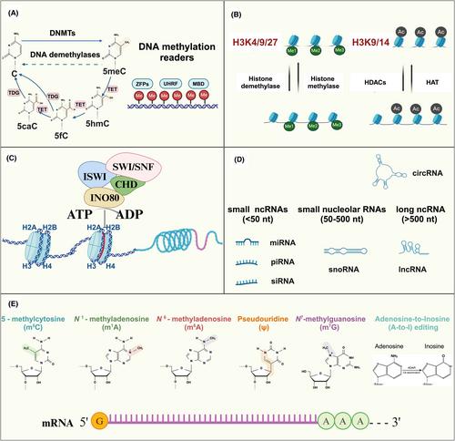 Epigenetic regulation of cardiovascular diseases induced by behavioral and environmental risk factors: Mechanistic, diagnostic, and therapeutic insights