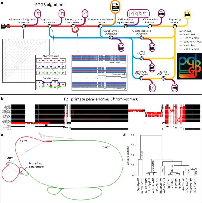 Building pangenome graphs