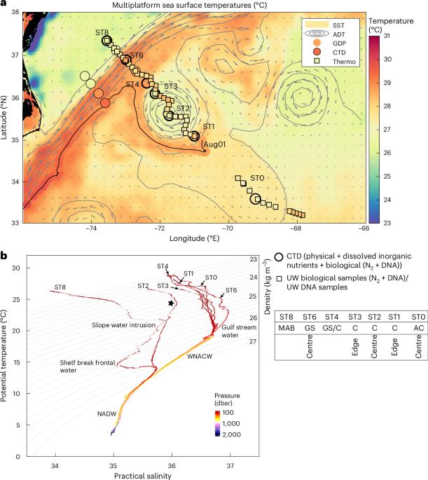 Nitrogen fixation in the North Atlantic supported by Gulf Stream eddy-borne diazotrophs