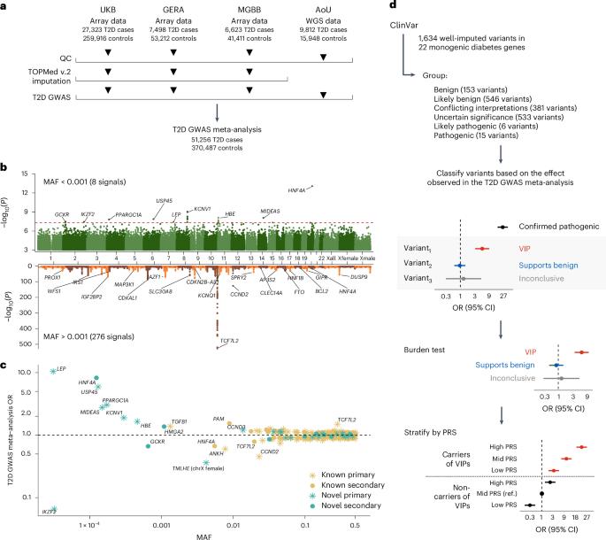 Rare variant analyses in 51,256 type 2 diabetes cases and 370,487 controls reveal the pathogenicity spectrum of monogenic diabetes genes