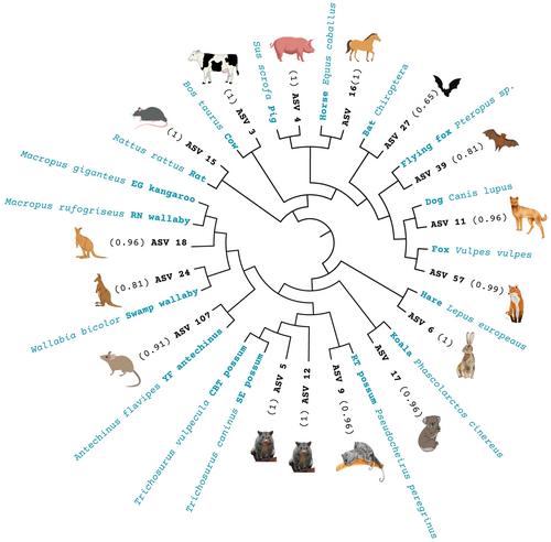 Koalas, friends and foes—The application of airborne eDNA for the biomonitoring of threatened species