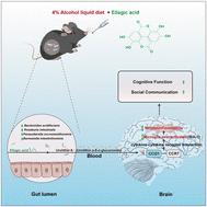 Ellagic acid ameliorates alcohol-induced cognitive and social dysfunction through the gut microbiota-mediated CCL21-CCR7 axis†