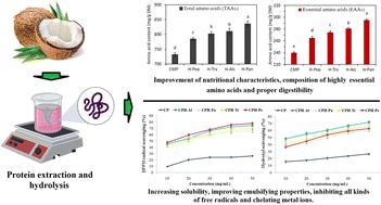 Techno-functional, antioxidant, and amino acid characterization of hydrolyzed bioactive peptides from coconut (Cocos nucifera L.) meal protein