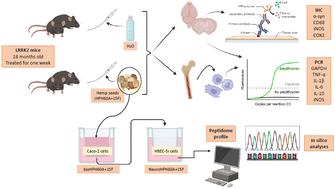 Immunomodulatory properties of hempseed oligopeptides in an LRRK2-associated Parkinson's disease animal model†