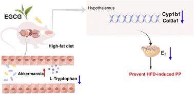 Mechanistic insights into EGCG's preventive effects on obesity-induced precocious puberty through multi-omics analyses†