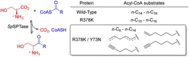 Broadening the substrate range of serine palmitoyltransferase by protein engineering and applications to 3-keto-dihydrosphingosine analogs†
