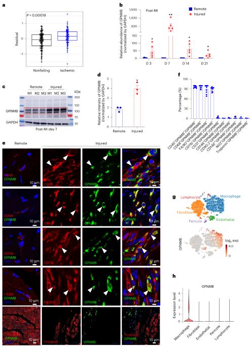 Bone-marrow macrophage-derived GPNMB protein binds to orphan receptor GPR39 and plays a critical role in cardiac repair