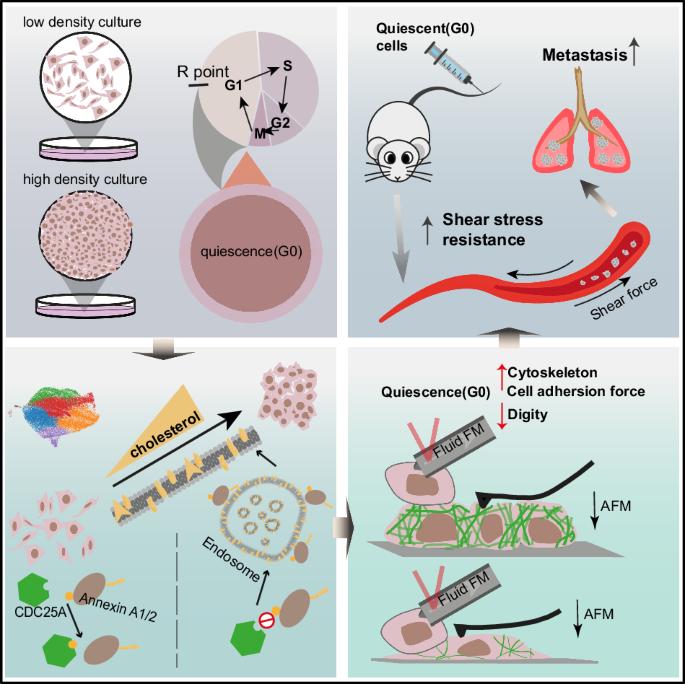 Quiescent cancer cells induced by high-density cultivation reveals cholesterol-mediated survival and lung metastatic traits