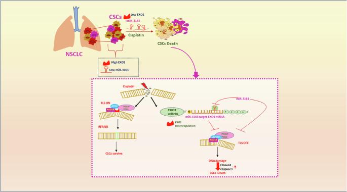 The EXO1/Polη/Polι axis as a promising target for miR-3163-mediated attenuation of cancer stem-like cells in non-small cell lung carcinoma