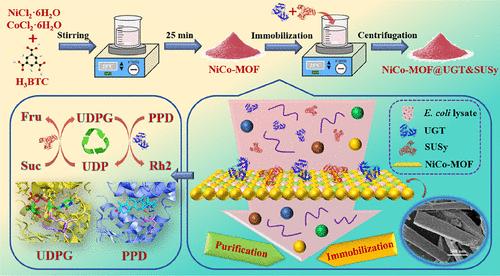 Green and Fast Synthesis of NiCo-MOF for Simultaneous Purification–Immobilization of Bienzyme to Catalyze the Synthesis of Ginsenoside Rh2