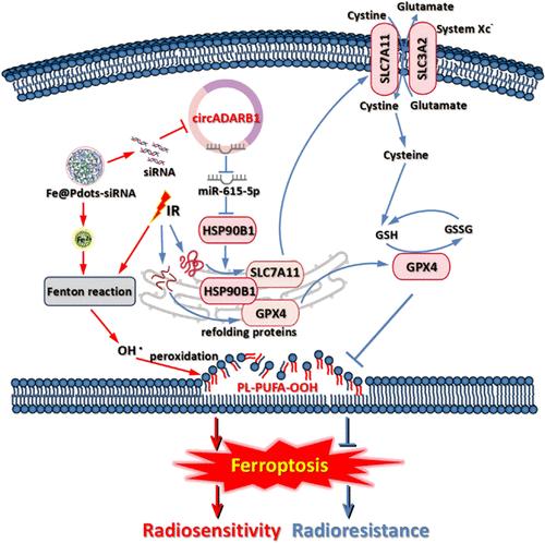 Nanocarriers Targeting Circular RNA ADARB1 Boost Radiosensitivity of Nasopharyngeal Carcinoma through Synergically Promoting Ferroptosis