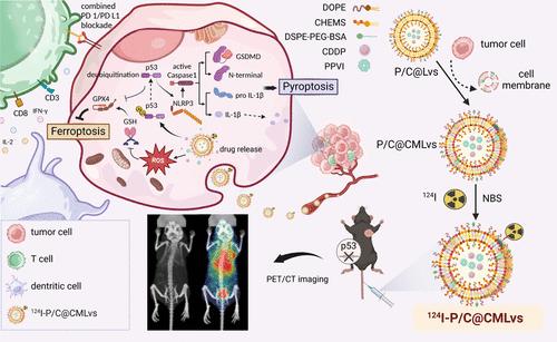 Targeted Positron Emission Tomography-Tracked Biomimetic Codelivery Synergistically Amplifies Ferroptosis and Pyroptosis for Inducing Lung Cancer Regression and Anti-PD-L1 Immunotherapy Efficacy