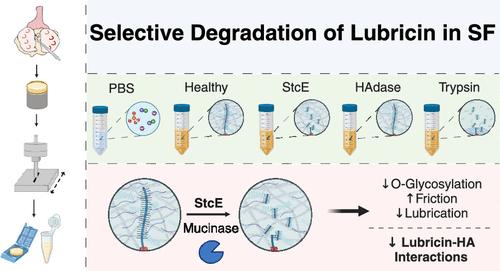 Specific Degradation of the Mucin Domain of Lubricin in Synovial Fluid Impairs Cartilage Lubrication