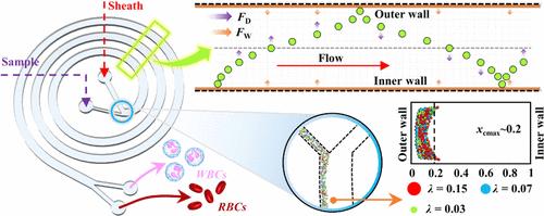 Predictive Model for Cell Positioning during Periodic Lateral Migration in Spiral Microchannels