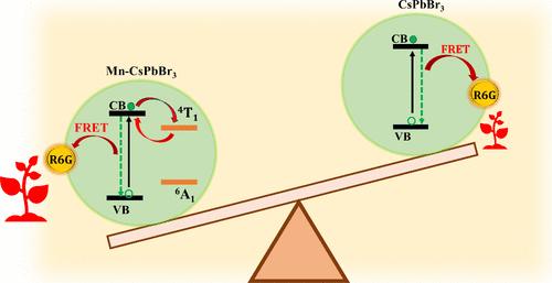 Harnessing Vibrationally Assisted Delayed Fluorescence for Enhanced Energy Transfer in Mn-Doped CsPbBr3 Nanocrystals