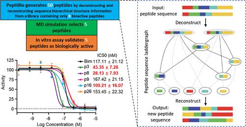 Discovery of Highly Bioactive Peptides through Hierarchical Structural Information and Molecular Dynamics Simulations