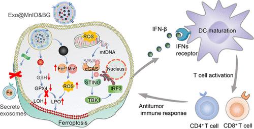 A Multifunctional Exosome with Dual Homeostasis Disruption Augments cGAS-STING-Mediated Tumor Immunotherapy by Boosting Ferroptosis