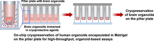 Cryopreservation of Neuroectoderm on a Pillar Plate and In Situ Differentiation into Human Brain Organoids