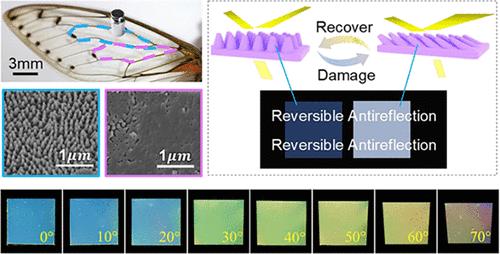 Reversible Antireflection Materials Inspired by Cicada Wings for Anticounterfeit and Photovoltaic Cells
