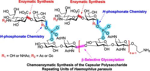 Chemoenzymatic Synthesis of Phosphosaccharides from Haemophilus parasuis Strains ER-6P (Serovar 15) and Nagasaki (Serovar 5)