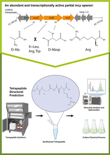 Synthesis of a Truncated Microcystin Tetrapeptide Molecule from a Partial Mcy Gene Cluster in Microcystis Cultures and Blooms