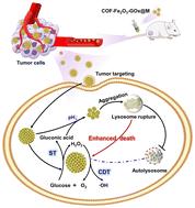 Water-dispersible fluorescent COFs disturb lysosomal autophagy to boost cascading enzymatic chemodynamic–starvation therapy†